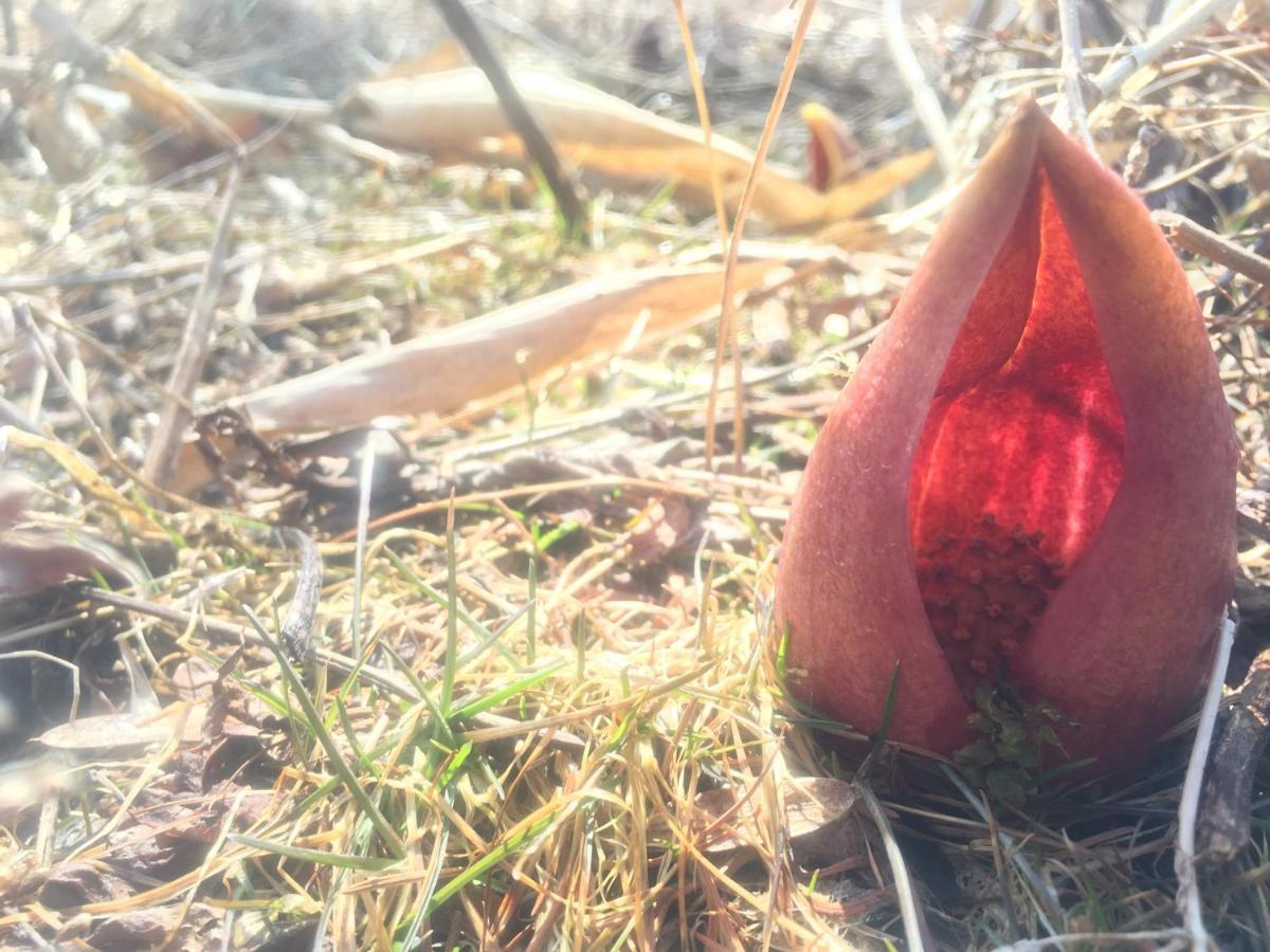 Pension Wildflowers Tateshina  Eksteriør bilde